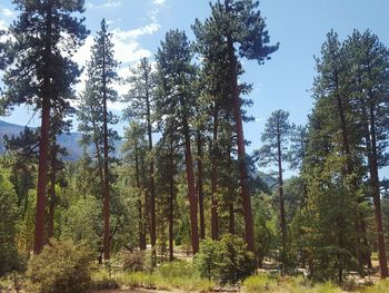 Low angle view of trees