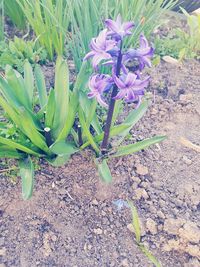 Close-up of purple flowers