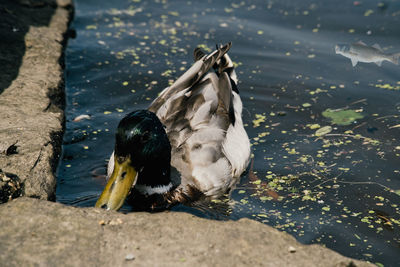 Duck on a lake