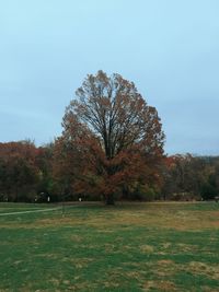 Trees against sky