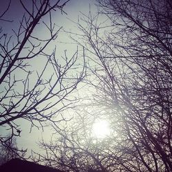 Low angle view of bare trees against sky