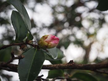 Close-up of pink flower blooming on tree