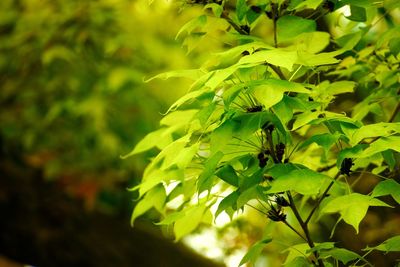 Close-up of green leaves on plant