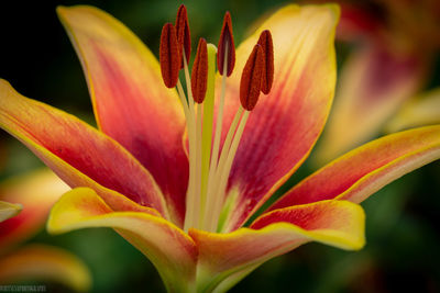 Close-up of red lily