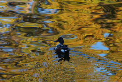 Close-up of duck swimming in lake