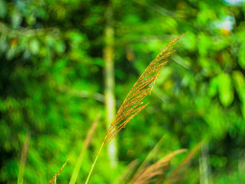 Close-up of caterpillar on a land