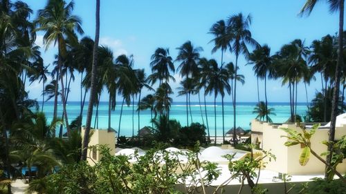 Palm trees against sea