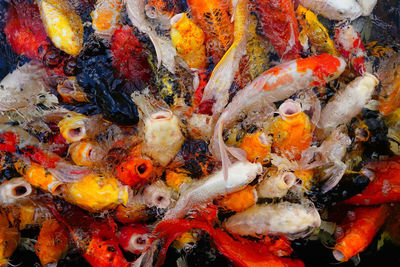 View of fish swimming in sea