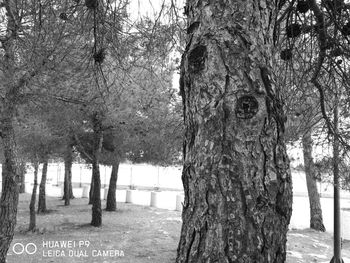 Close-up of tree trunk