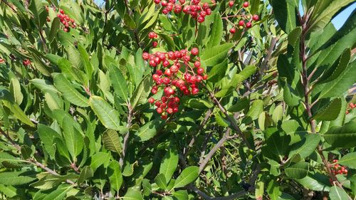 Red flowers growing on plant