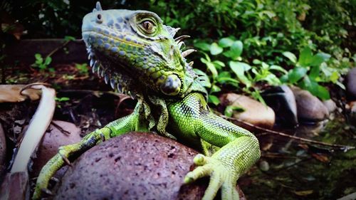 Close-up of lizard on plant