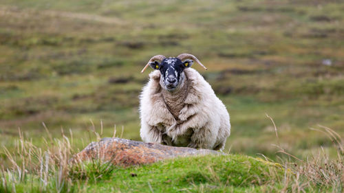 Portrait of sheep standing on grass