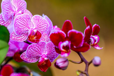 Close-up of pink flowering plant