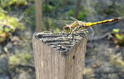 Close-up of insect on wood