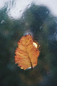 Close-up of dry maple leaf on water