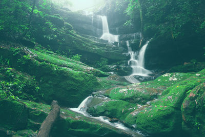 Scenic view of waterfall in forest