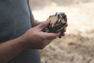 Close-up of hand holding malayan snail-eating turtle