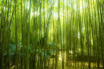 View of bamboo trees in forest