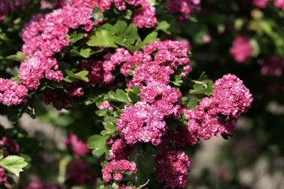 Close-up of pink flowering plants