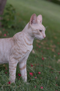 View of a cat looking away