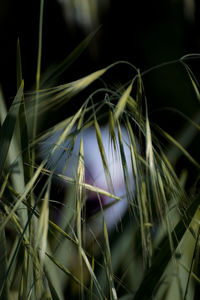 Close-up of flowering plants