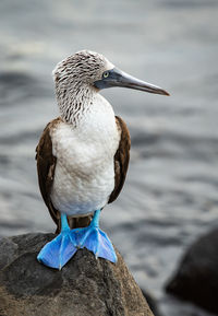 Close-up of bird perching on rock