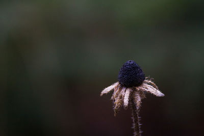 Close-up of plant