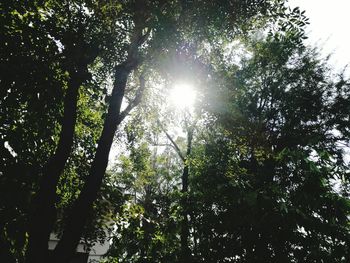 Low angle view of trees against sky