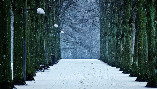 Trees on snow covered land