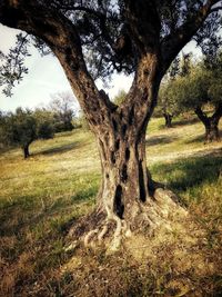 Trees on landscape against sky