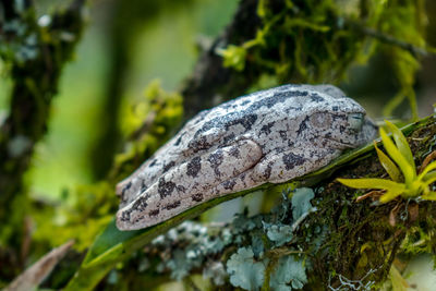 Close-up of a mushroom