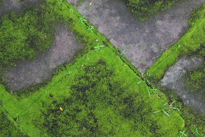 High angle view of moss growing on land