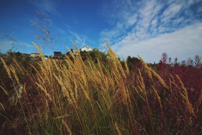 Plants growing on field against sky