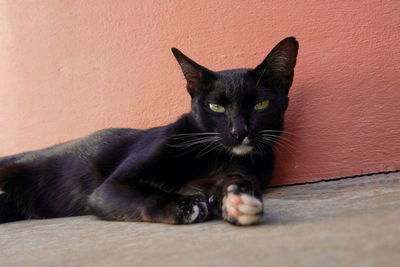 Portrait of black cat relaxing on wall