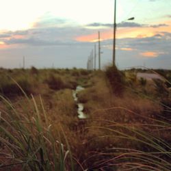 Scenic view of field against sky at sunset