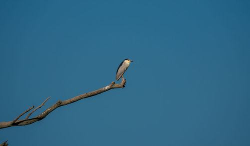 Low angle view of bird perching on branch against blue sky