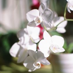 Close-up of white flower