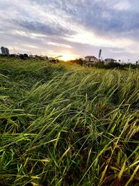 Scenic view of field against sky