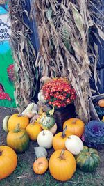 Pumpkins for sale at market