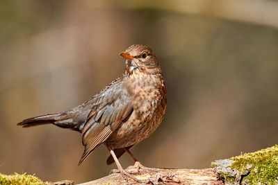 Close-up of bird perching