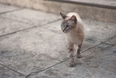 Cat looking away on footpath
