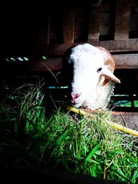 Portrait of cow in pen