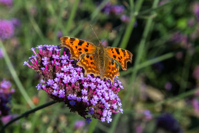 Close-up of butterfly pollinating on purple flower