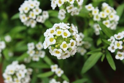 Close-up of white flowering plant