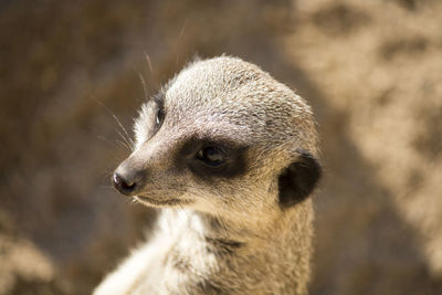 Close-up of meerkat looking away