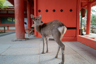 Deer standing on footpath