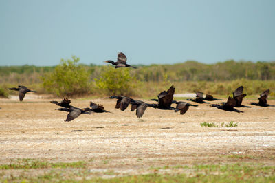 Side view of flock of birds 