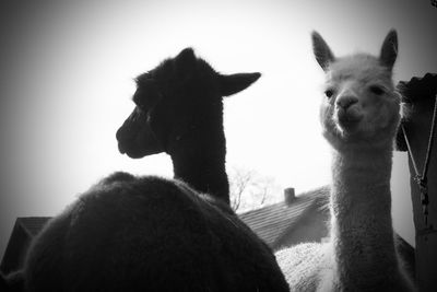 Close-up of two alpaca