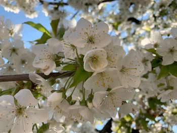 Close-up of white apple blossoms in spring