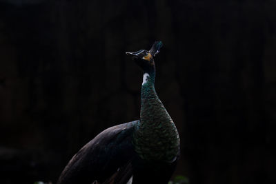 Close-up of peacock looking away